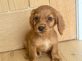 Cocker spaniel puppies