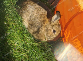 Beautiful Netherland dwarf bunnys
