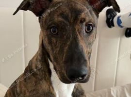 Bull cross x Belgian Malinios