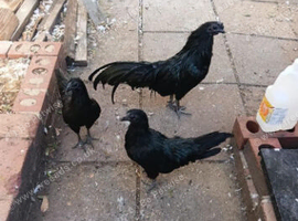 Sumatra chicken for sale