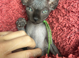 Pure Canadian Sphynx