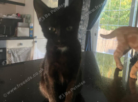 Loving black girl kitten