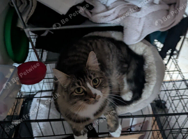 Long haired tabby mix