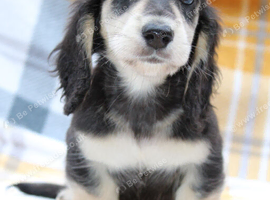 Black cream miniature dachshund