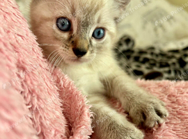 Beautiful kittens