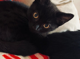 2 beautiful kittens looking for their new