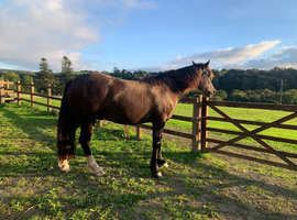16hh Welsh Cob 3yrs Smokey black