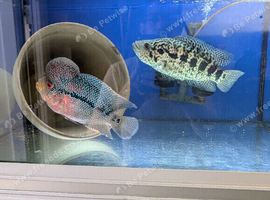 Fish for sale or swaps