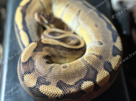 Genetic Stripe Het Axanthic With Paradoxing