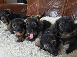Five miniature Wire Haired Dachshund puppies