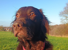 Stud dog Liver flat coated retriever for stud &pound;500 stud fee
