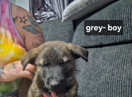 Dutch shepherd cross german shepherd puppies for sale