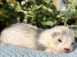 Silver female ferret kits