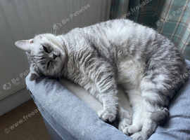 GCCF reg 4 year old neutered BSH girl