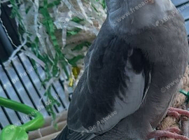 Beautiful Baby Cockatiels Available