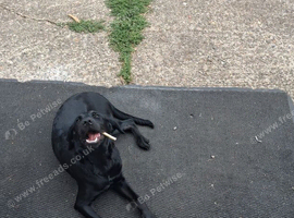 Selling 4 month puppy as owner is allergic