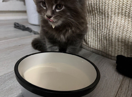 Purebred Maine coon boy