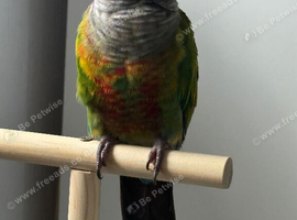 Green cheeked conure