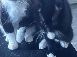 two beautiful black white one one black beautiful brothers