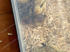 Quail chicks