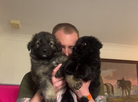 German Shepherd Puppies for sale