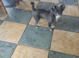 K.C reg with all her papers, Stunning Russian/ Thai . Called Luna .