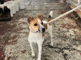 jack Russel girl