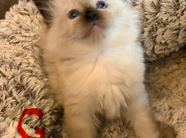 Beautiful ragdoll kittens, 2 boys and 2 girls