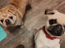 Pug bitch full pedigree