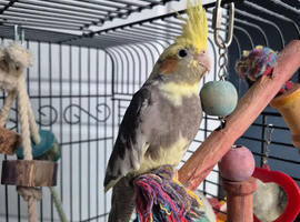 2 unsexed cockatiels