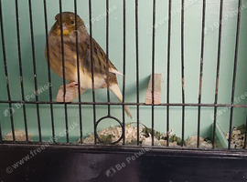 Gloster canary