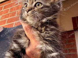 Maine coon cross persian kitten last one