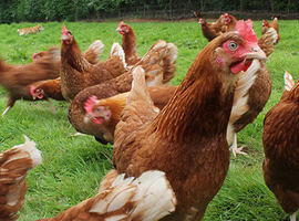 Warren point of lay pullets