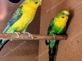 Quality birds