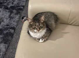 Female Cat for sale