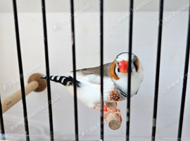 Zebra finches