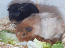 Pair of bonded boars