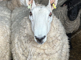 Dorset and Border Leicester Rams