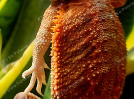 Female bearded dragon