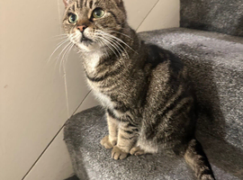 Female Tabby Cat