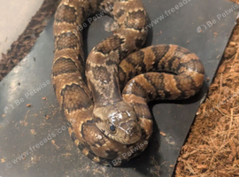 Hypo false water cobras