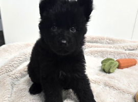 German Shepherd Long Hair  Black Puppies