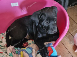 Rotticorso Puppy