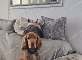 Show cocker spaniel