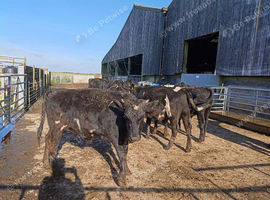 16 dairy bulls