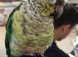 Turquoise yellow sided green cheek conure
