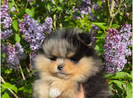 Black and Tan pomeranian pups