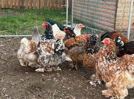 Porcelain Brahma hatching eggs