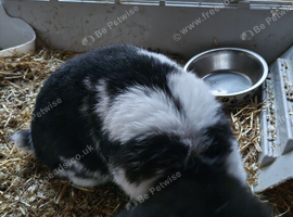 Pure Bred Mini Lops