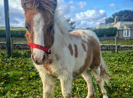 Shetland pony part disperaal